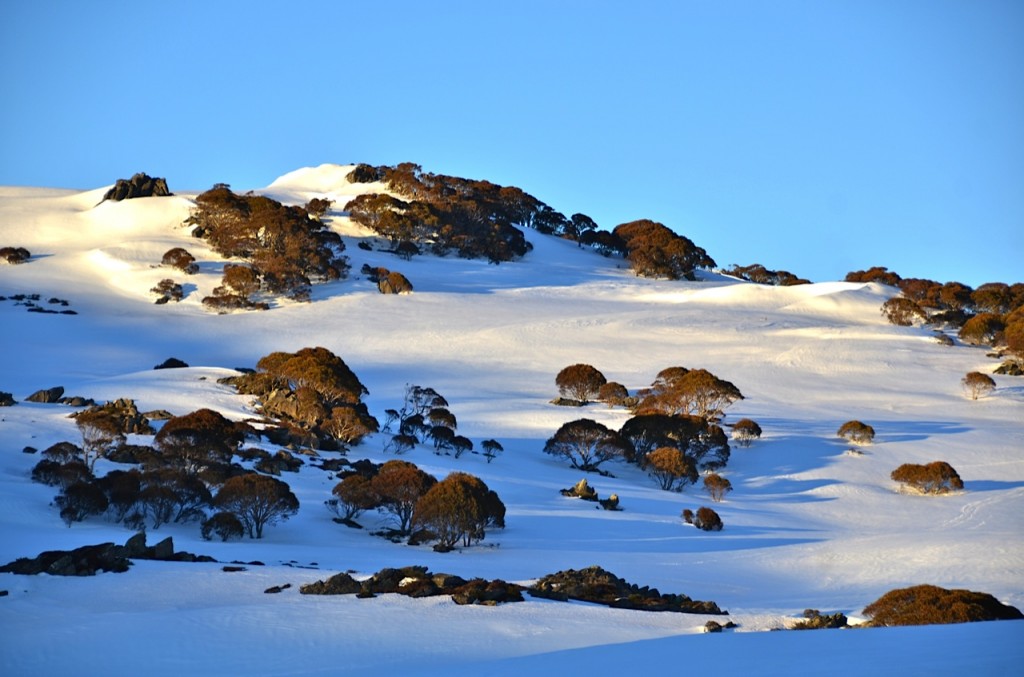 First Light near Charlotte Pass