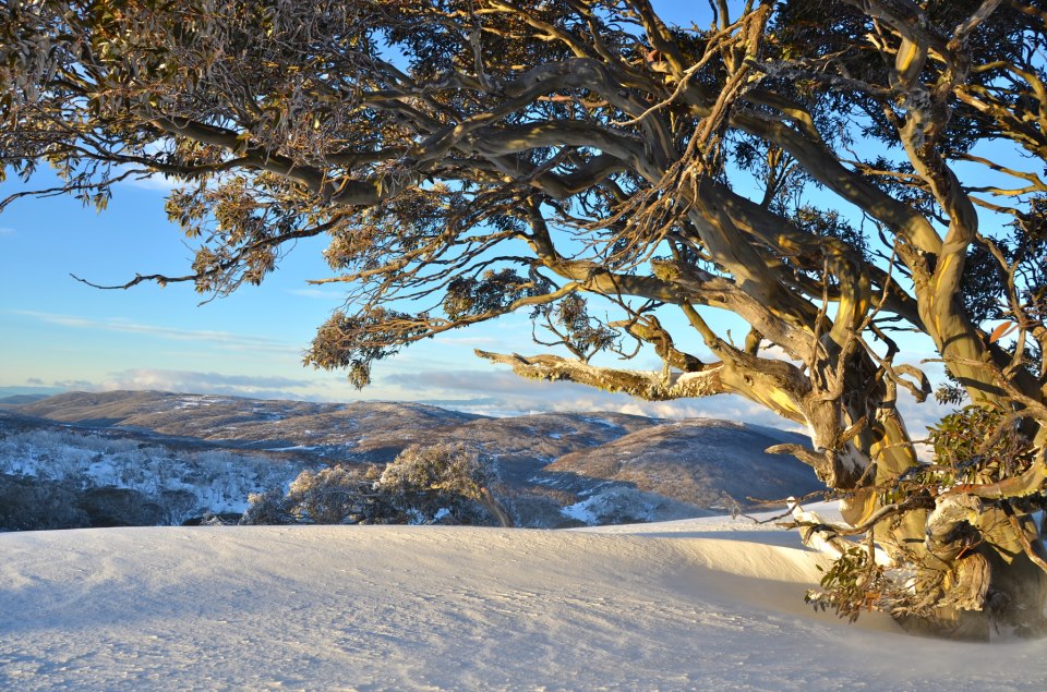 Snow Gum near Thredbo