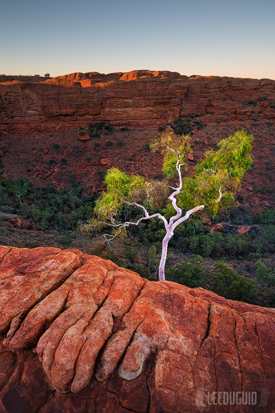 Kings-Canyon-Australia-04130580